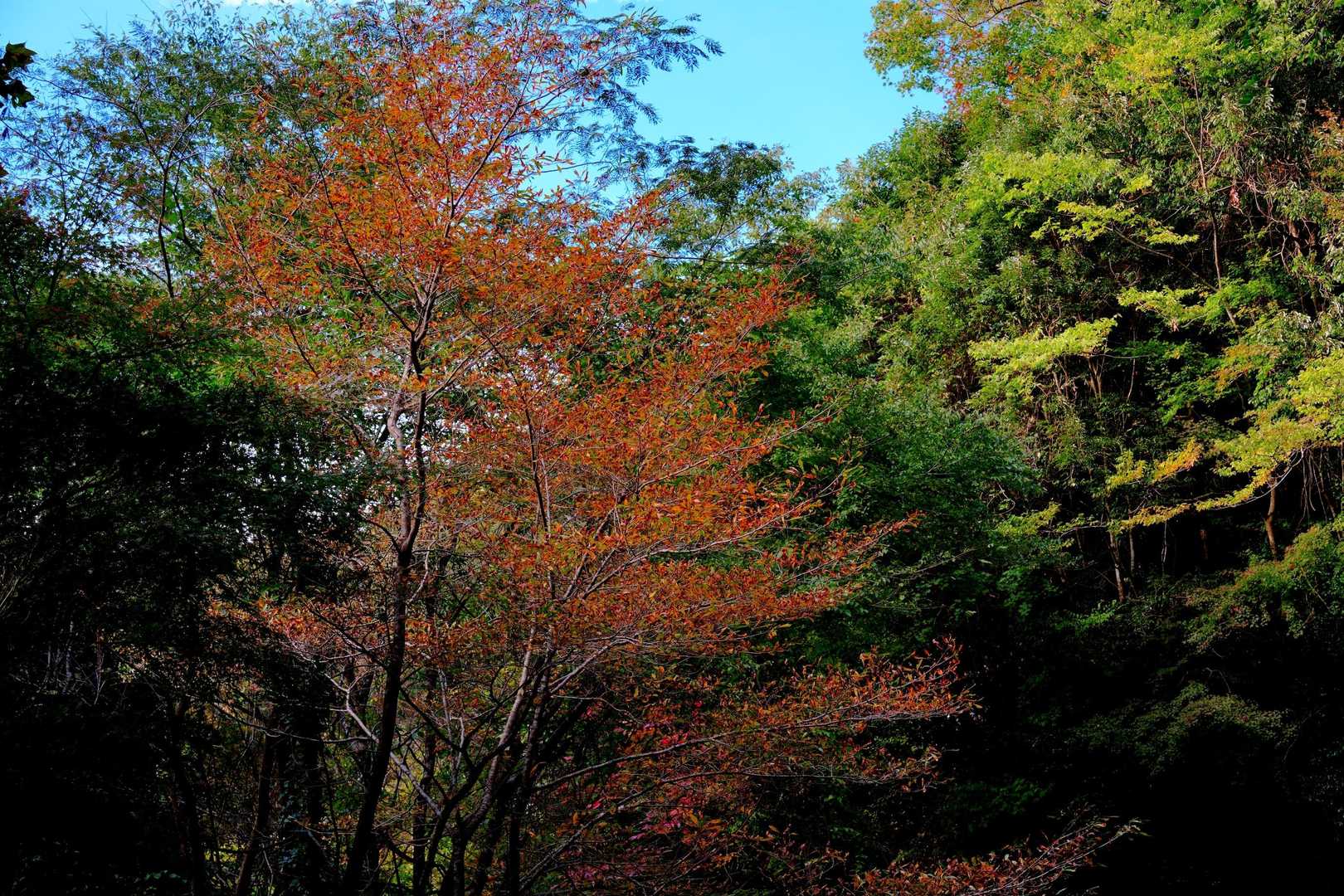 林道の紅葉