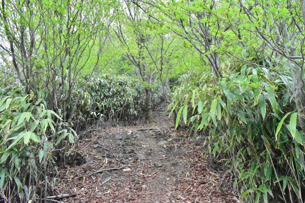 この祇園山への登山道は笹が群生してました。
私の見る限りネット囲してる所は
この様な笹が茂ってましたが他は極端に笹少なくなってますね。