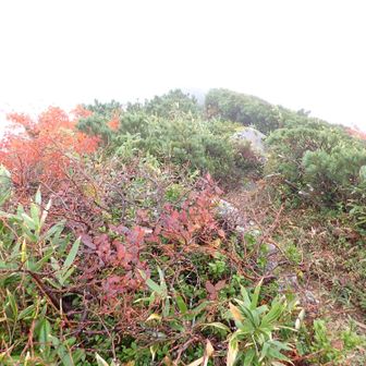午後晴れの予報…この調子じゃお天気回復は難しいかな…😅ハズレ？