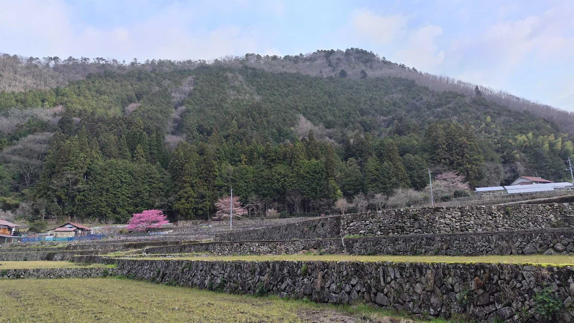 石積の棚田萌え❣️