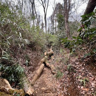 金比羅台コースの荒れ気味区間