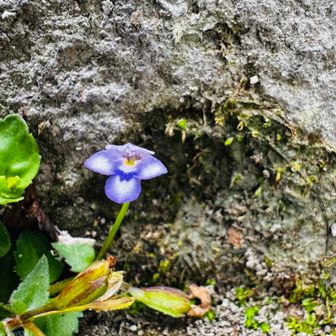 階段に小さなお花