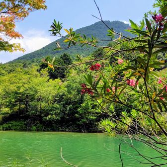 今日はこの写真が一番かなぁ
三上神社の境内から妙光寺御池越しに見る三上山