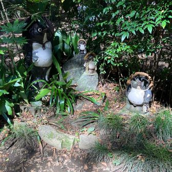 小仏峠のタヌキ衆
