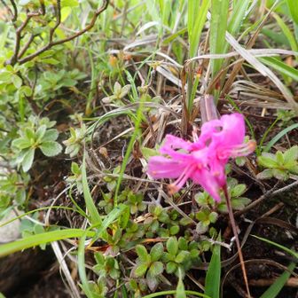 最後のミヤマキリシマ🌸みっけ