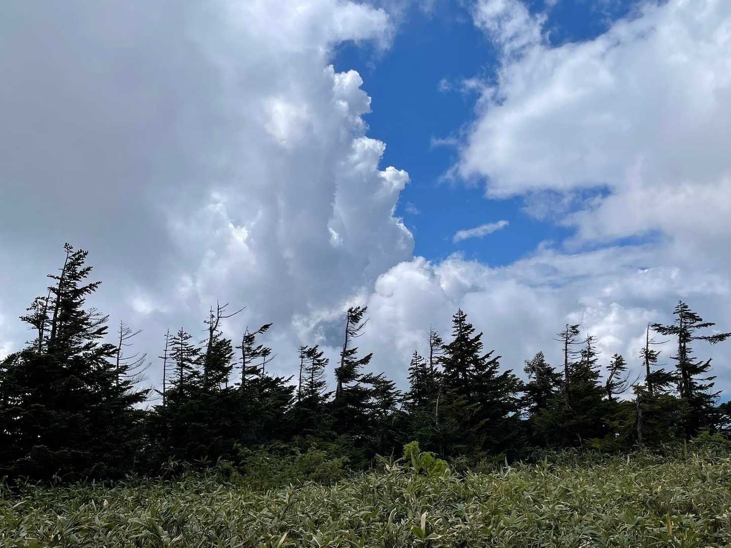 夏雲と青空とアオモリトドマツ