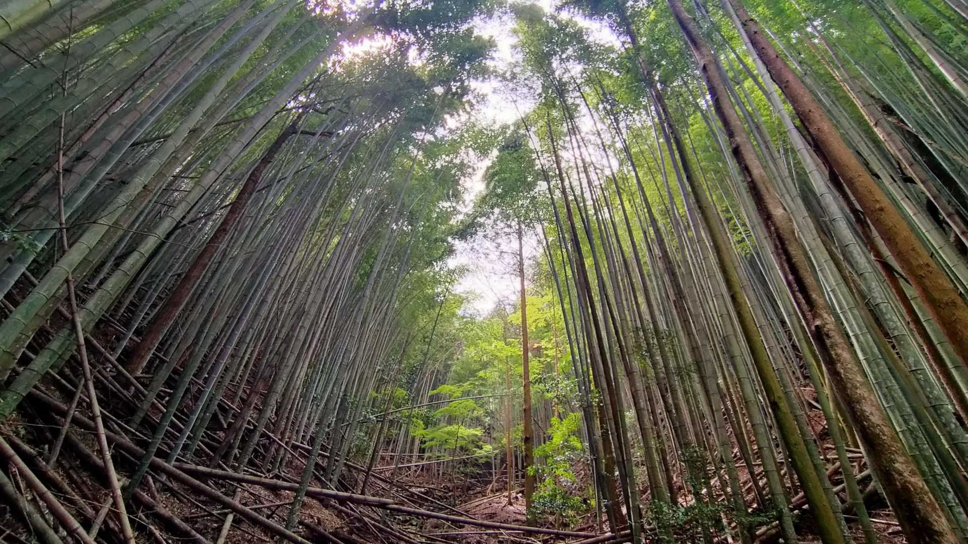 笠置山登山口-笠置山-千石登山口 周回コースの写真