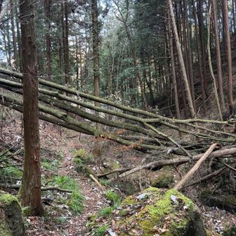 今回は倒木も凄く多くて、かなりの数が道を塞いでいるのを見ました🤔

中には危険なのもありましたが、恐らく市町村などに対応してもらえる機会はほぼ無いでしょうね