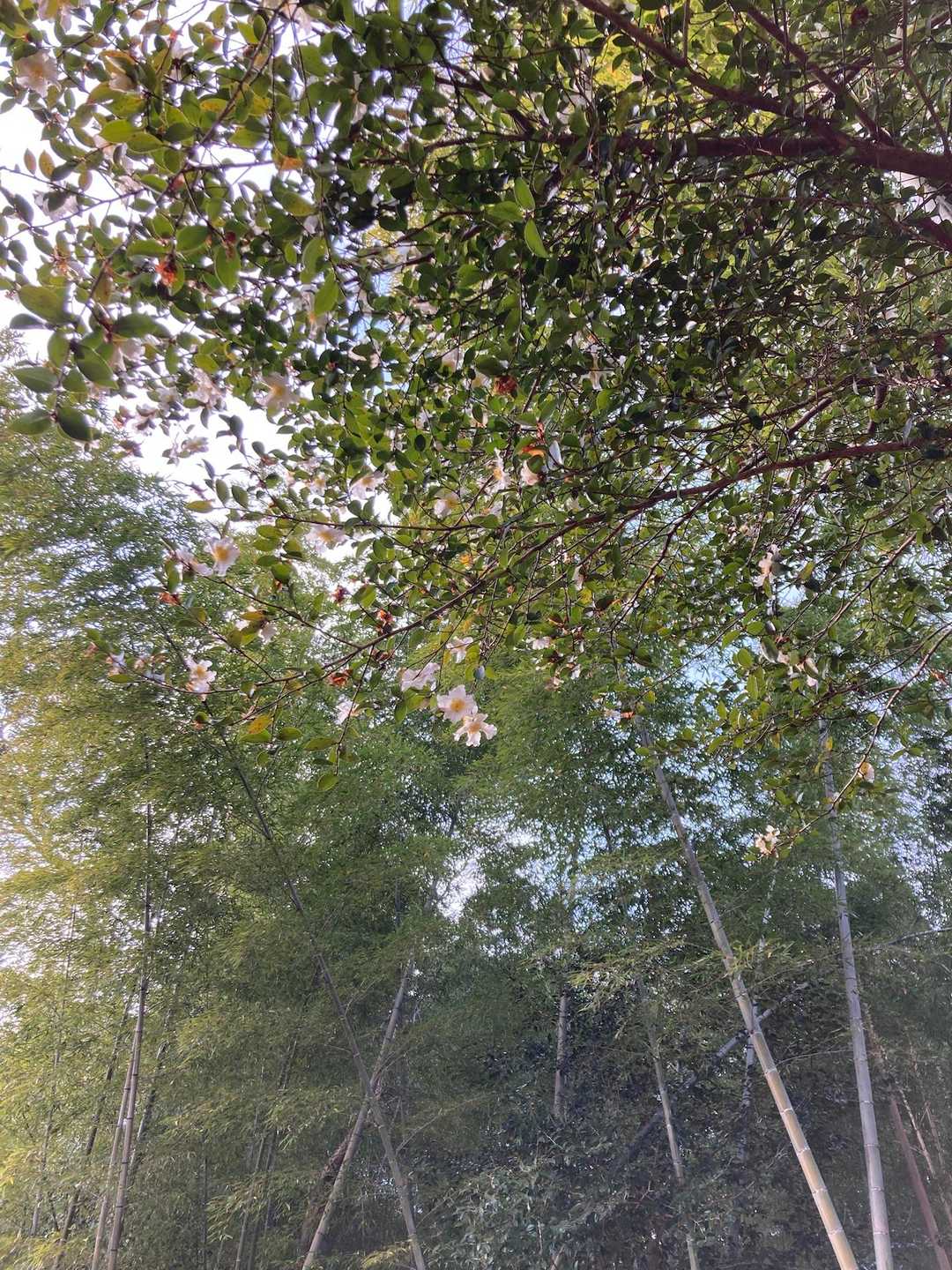 サザンカかな？
小倉山でも同じような花見たな🧐