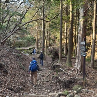 ゆっくりと林の中を歩きます。