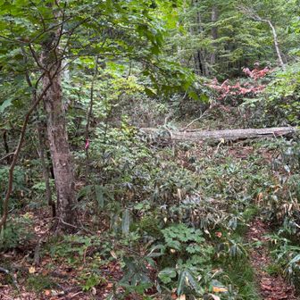 この登山口は分かりにくい