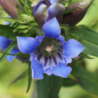 リンドウ
秋が来たなぁと感じるお花💙