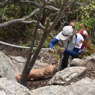 なつが頑張って登ってます