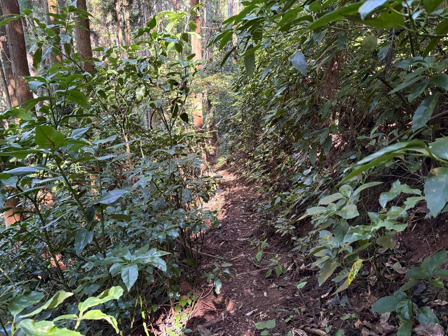 踏み跡は明瞭。しかし、崩れかけている箇所が点在している。昔はここを馬が歩いていたとの事だが、今は無理だろう。悪天候の時や暗い時は歩きたくない道だ。