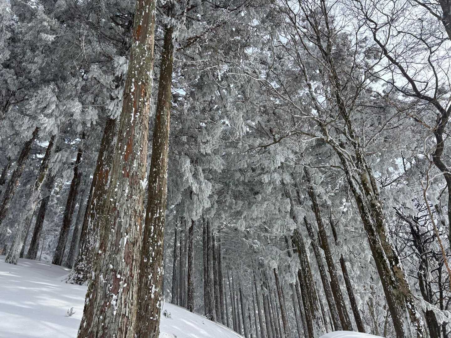 赤ゾレ山-国見山-水無山 周回コースの写真