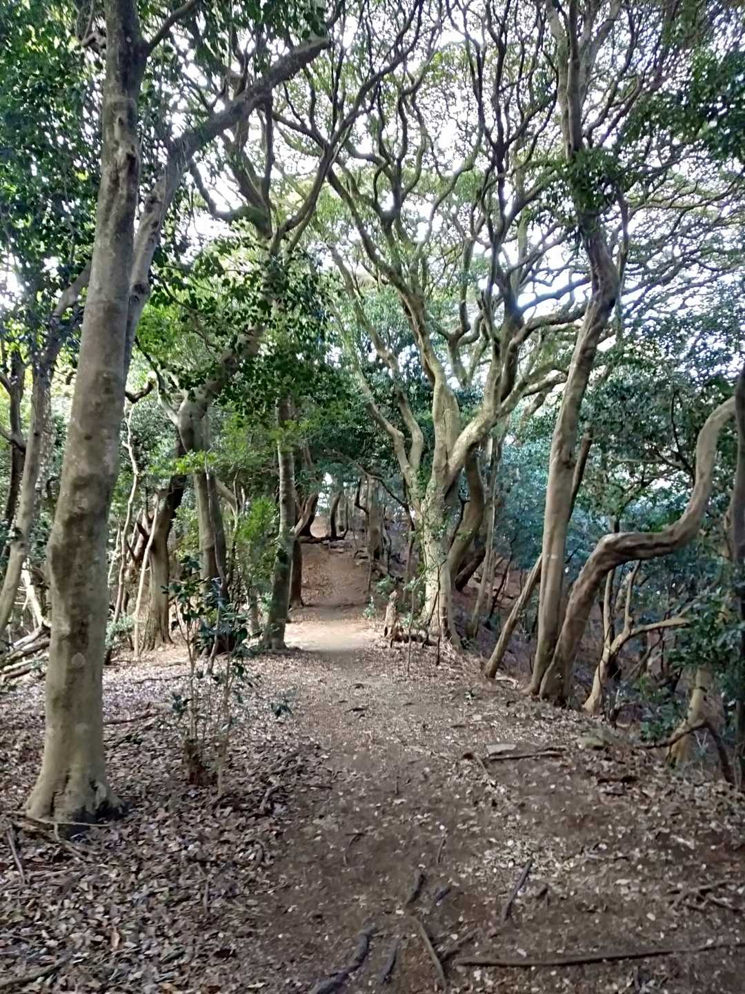 赤間登山口-城山-石峠-金山南岳 往復コースの写真