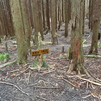 下山は大日岳を経て太尾尾根方面へ。