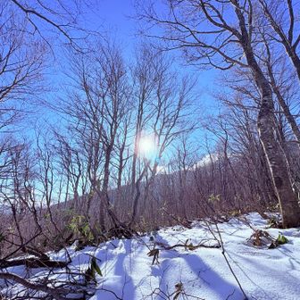 ブナ林から太陽☀️