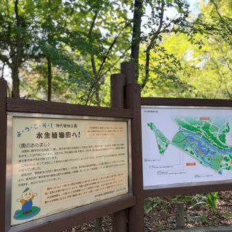 稲刈りを見たので
黄金色の稲穂を見たくなって
水生植物へ戻りましたが〜