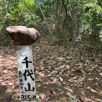 展望台の裏の三角点
