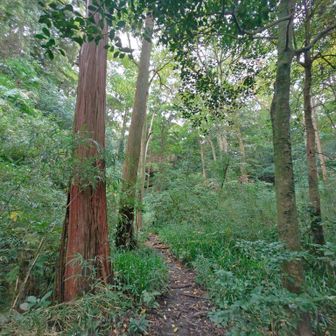 大仏切通しの緑深い道