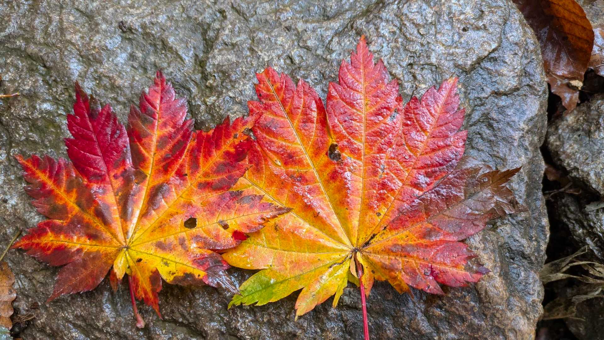 🍁