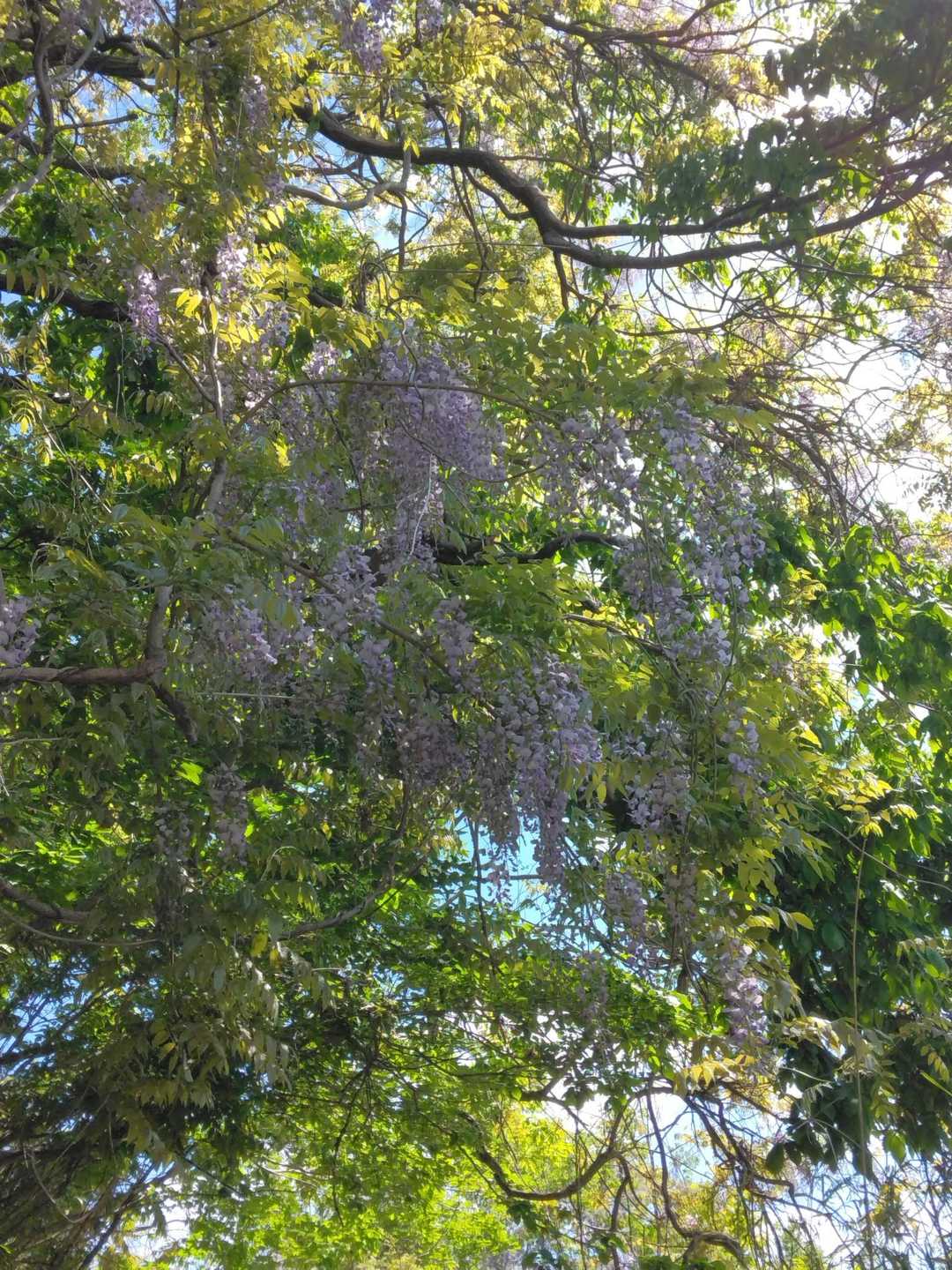歩き出してすぐ頭上に藤の花🙄