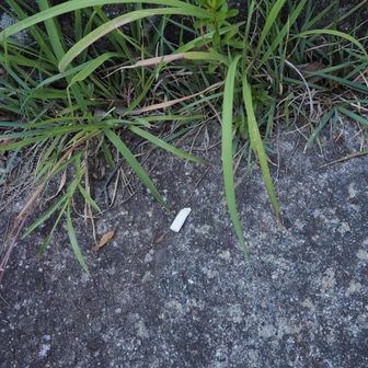 ＜啓蒙として載せます＞
あっ、たばこの吸殻・・だめですポイ捨て🚯
・・持ち帰り処分します👍