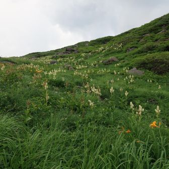 ｺﾞｰﾛ帯を登り上げると～
お花畑