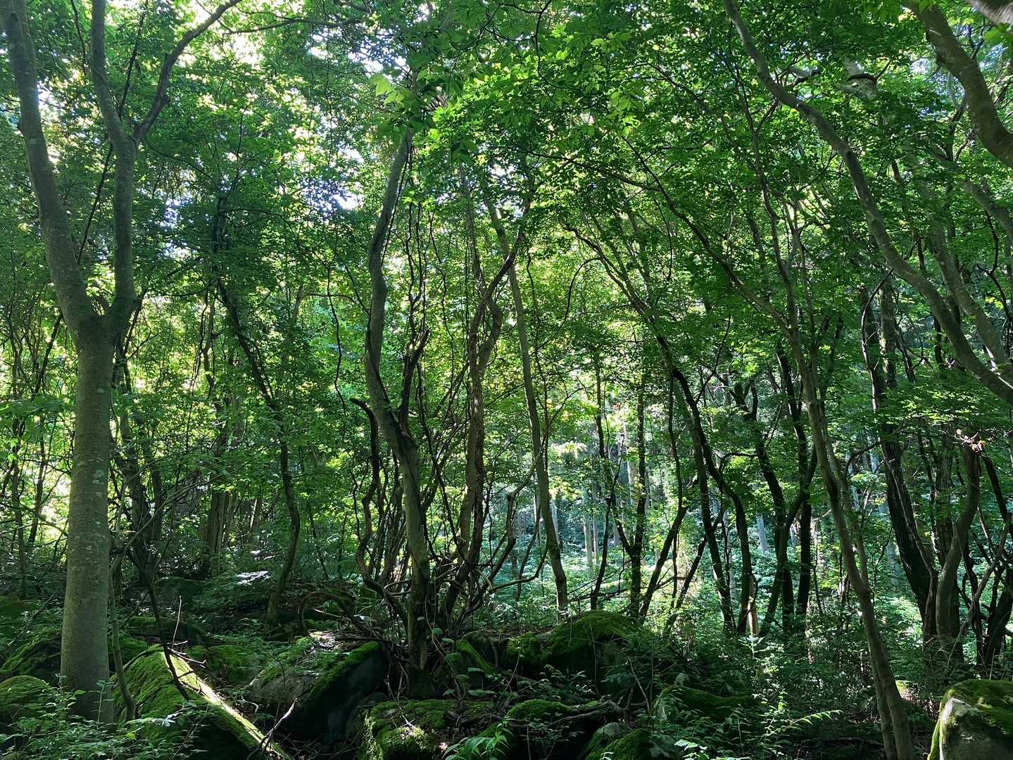 緑と一体化するこの感覚久しぶり✨