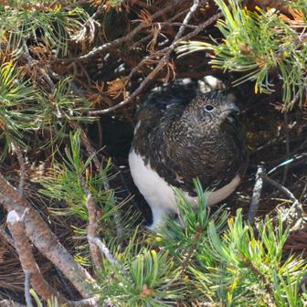 三ノ池に下る途中で雷鳥がすぐ目の前に😍