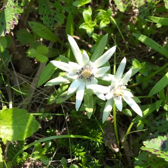 マスカルポーネ