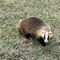熊遭遇あきらメロン