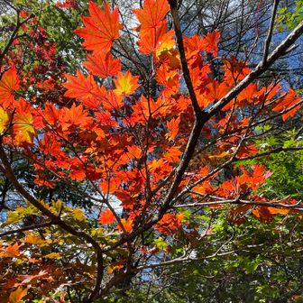 綺麗な紅葉みっけ🍁