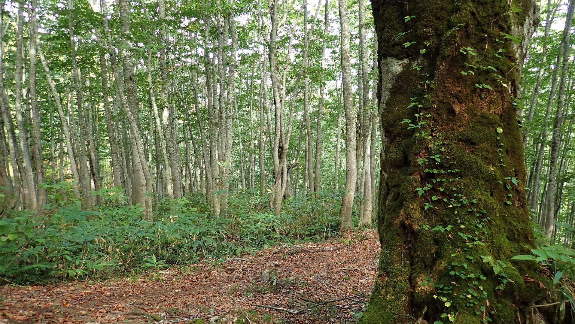 兎平登山口-真昼岳 往復コースの写真