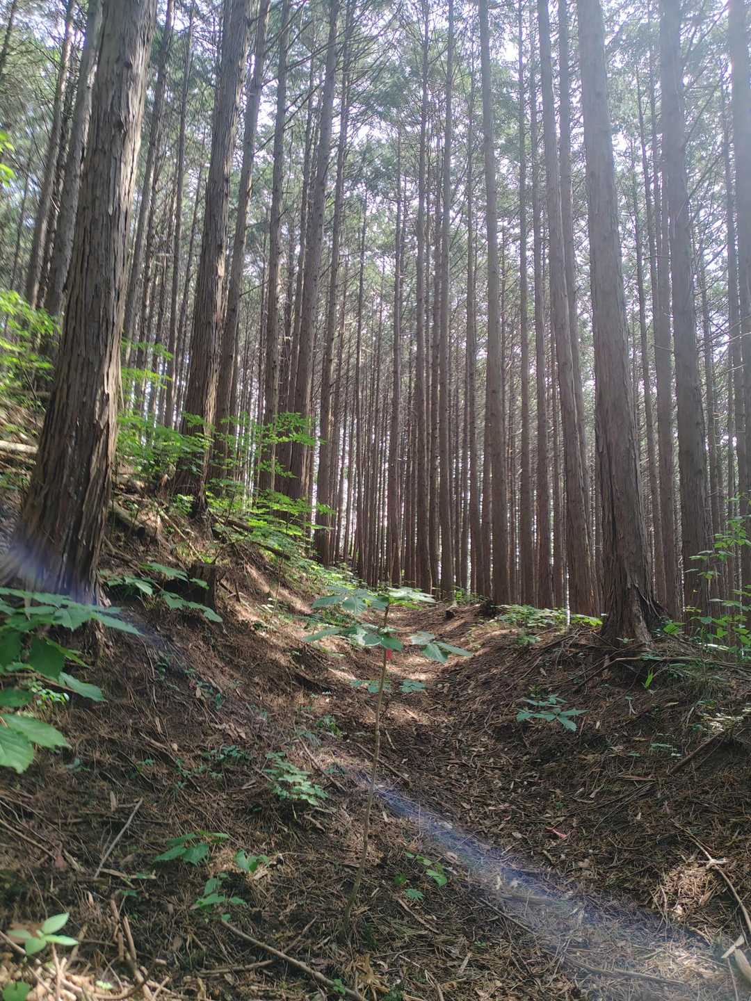 ずっと樹林帯だけど、日差しきついので良い感じ
でも、汗が目にしみる🥵
