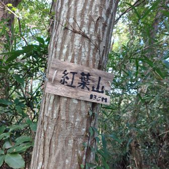 2座目の紅葉山
