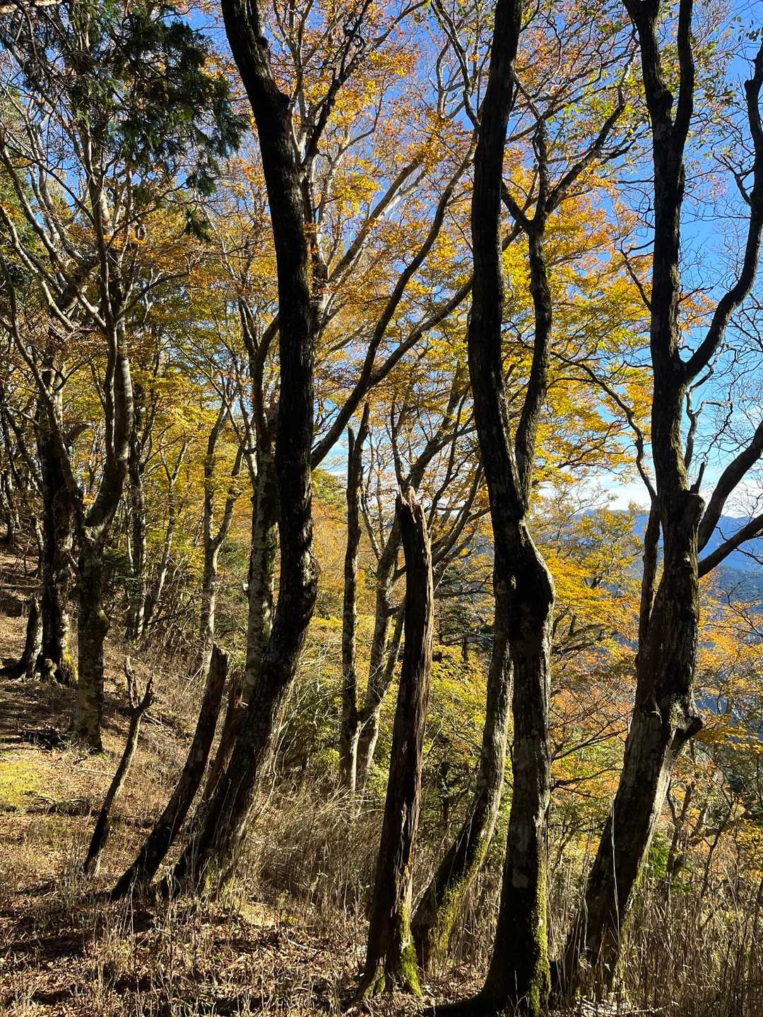神賀山登山口-神賀神社-神賀山-中都山-奥神賀神社-奥神賀 往復コースの写真
