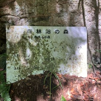 森林浴の森とあるがそんな悠長な山ではございませんでした