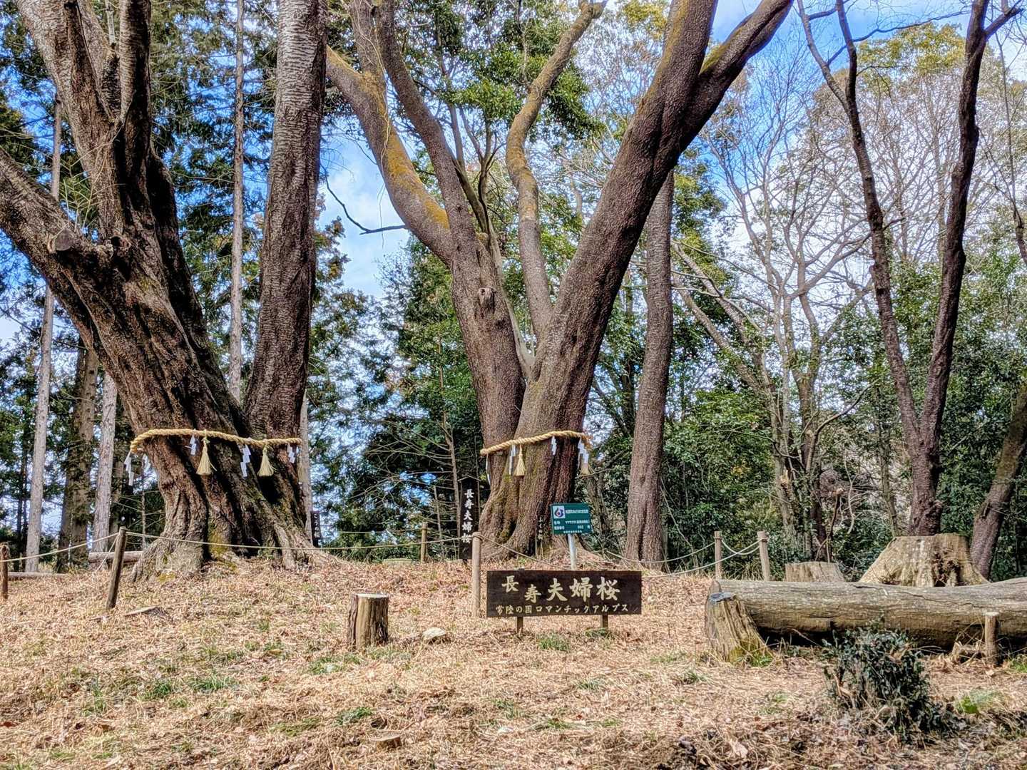 夫婦桜🌸（長寿）👴👵
白山付近には神木がいっぱい🪵
桜の季節にまた来たいね😉