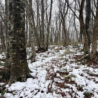 山頂に近づくにつれ雪が多くなる