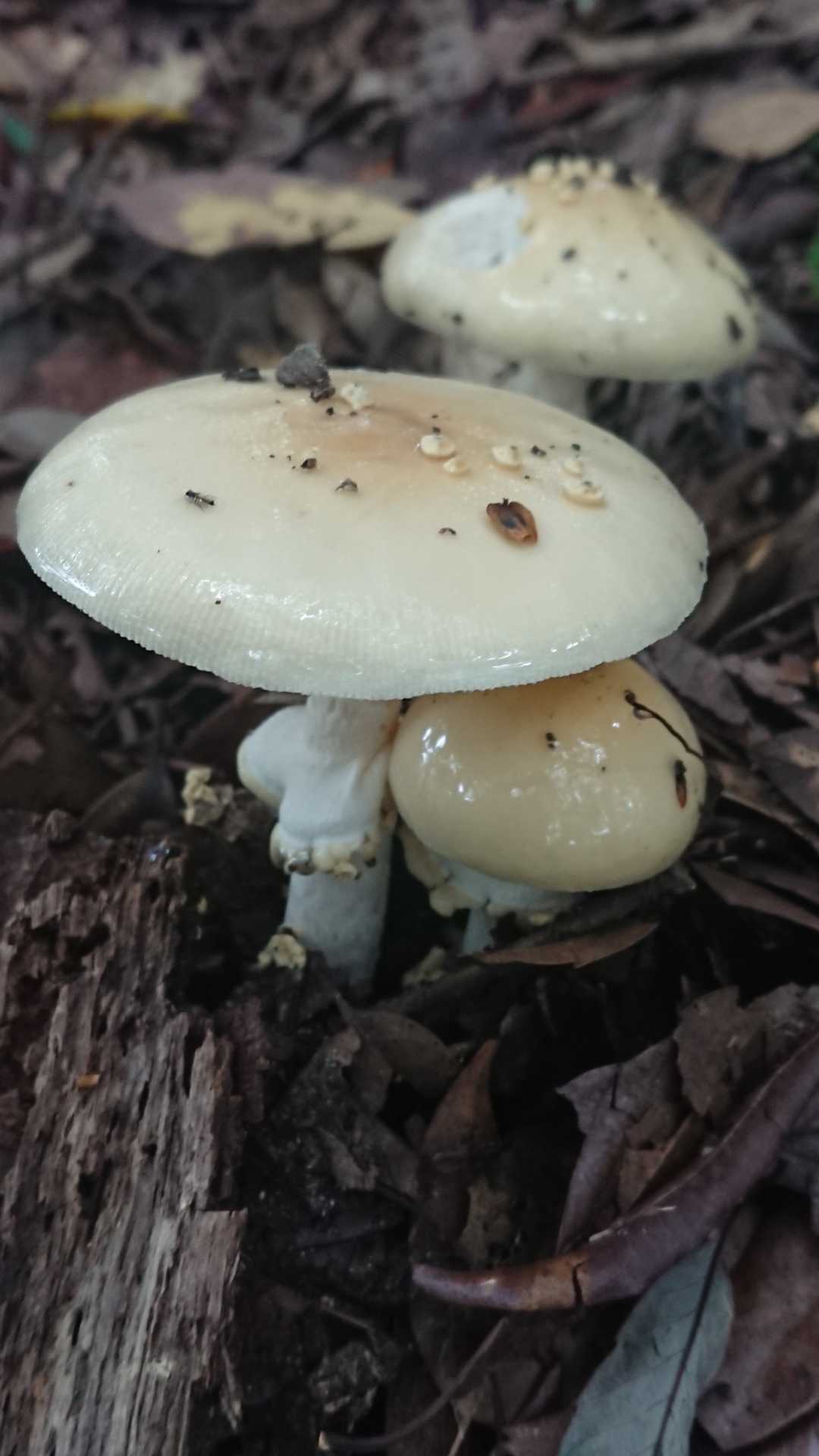 ツヤツヤしてる🍄