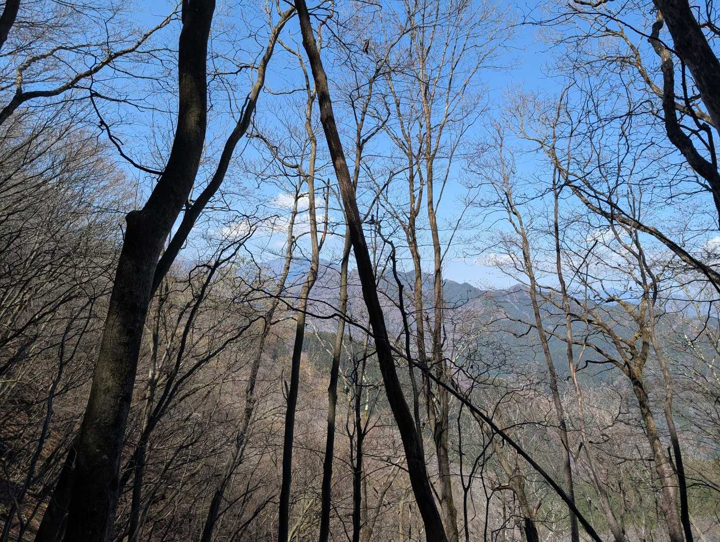 遠くに両神山？が見えた気がする。