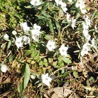 マエストロ足立