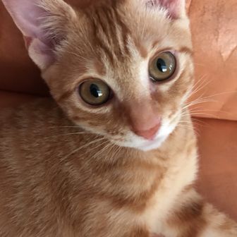 maron٩꒰๑❛▿❛  ॢ̩꒱