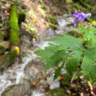 花にピントを当てて奥にボケた沢👍
というオシャレな写真を撮ろうと頑張ってみたけど…