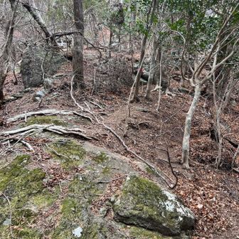 しばらくずっと急登