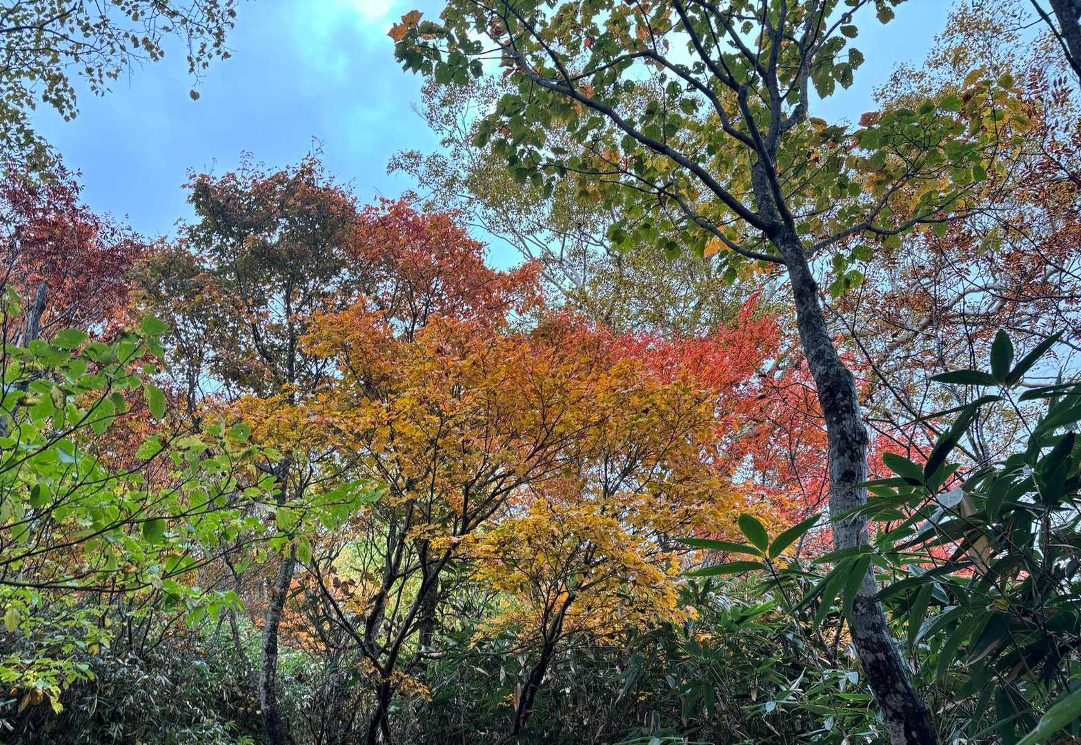 黒姫山-大橋登山口 周回コースの写真