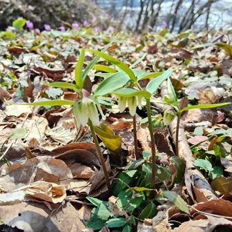 山頂近くにもコバイモ