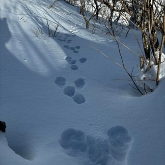 うさぎの足跡？